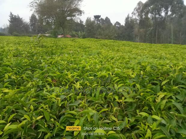10acre Tea Farm Othaya Nyeri - thumbnail 2