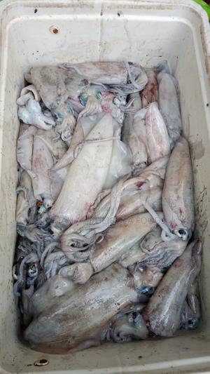 Fresh Calamari - main view