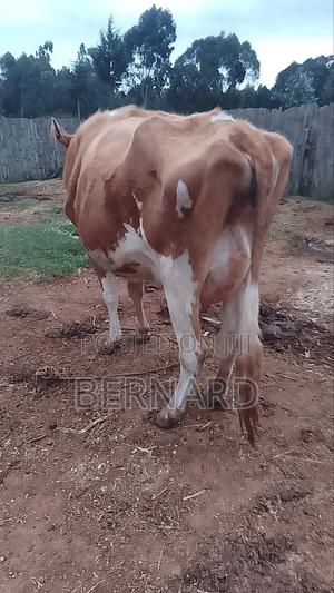 Arsher Fore Rehoming - main view