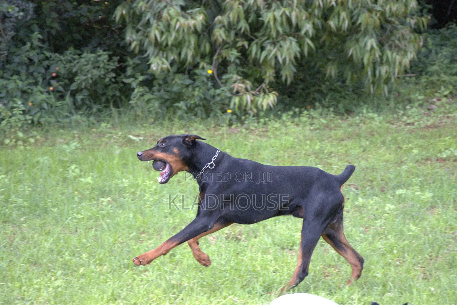 1-3 months Female Purebred Doberman Pinscher