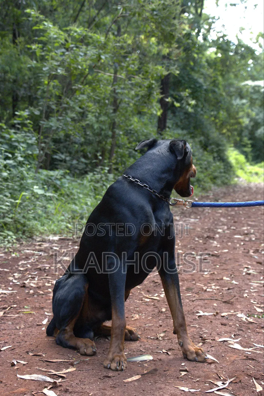 1-3 months Female Purebred Doberman Pinscher