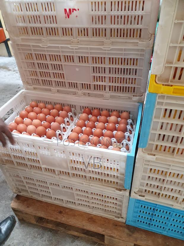 Wholesale Chicken Eggs for Sale! - thumbnail 2