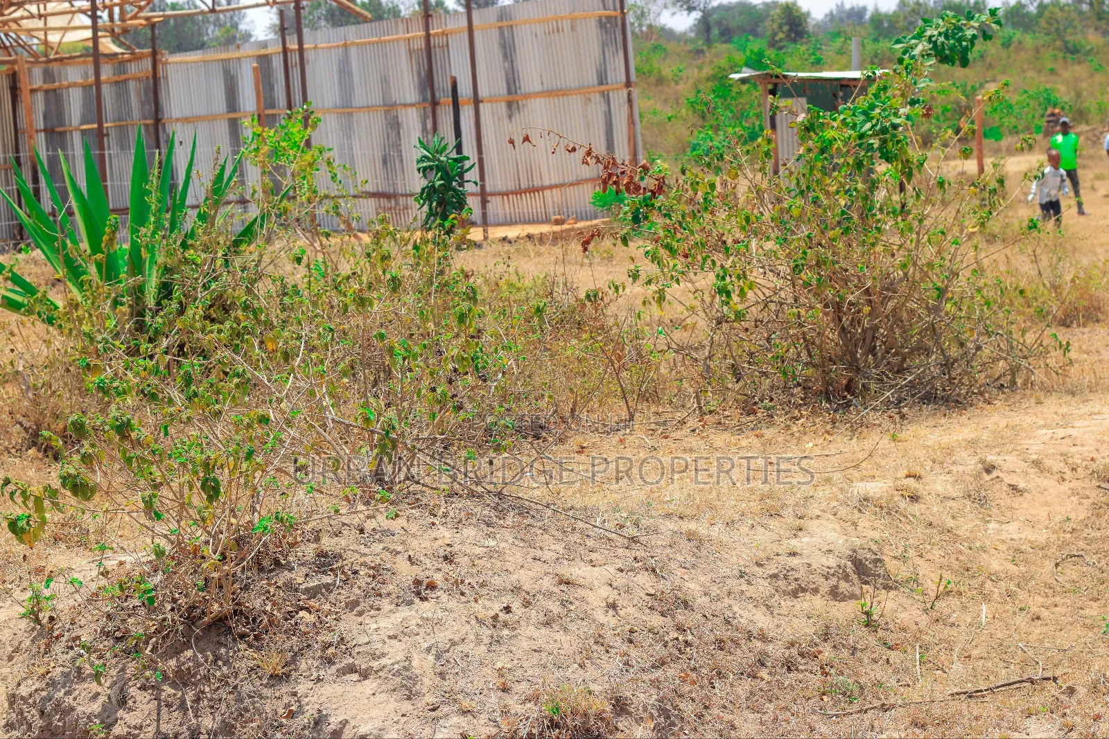 Prime Plots - Ngoliba 50x100