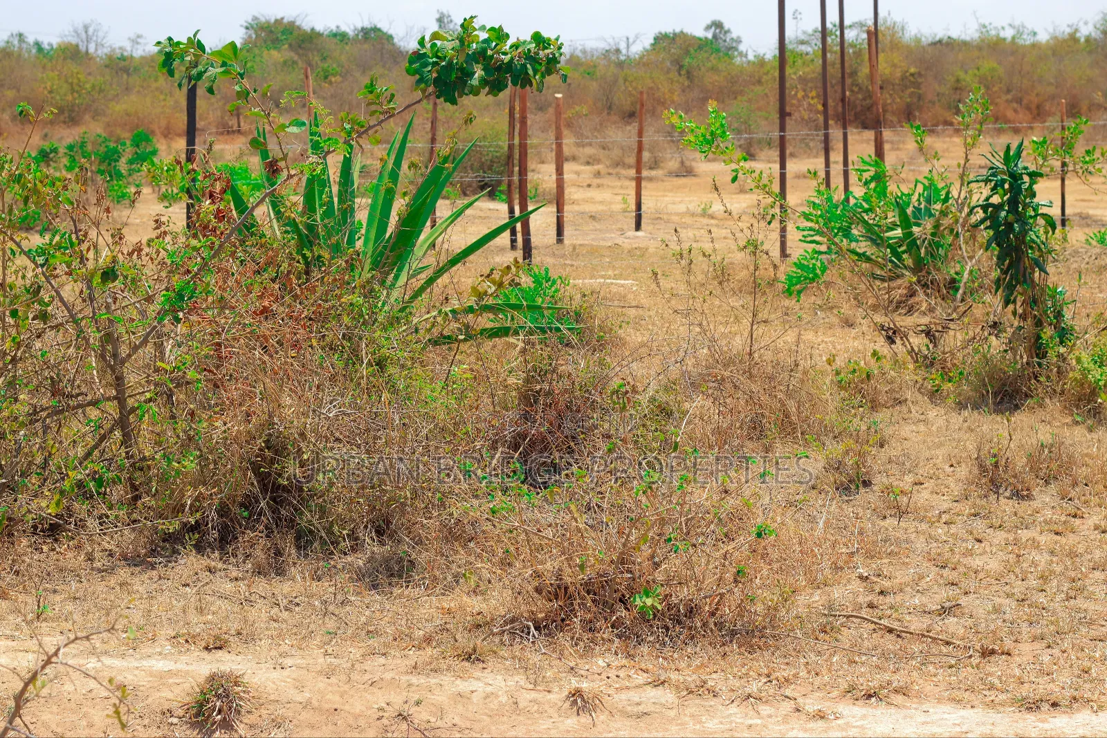 Prime Plots - Ngoliba 50x100