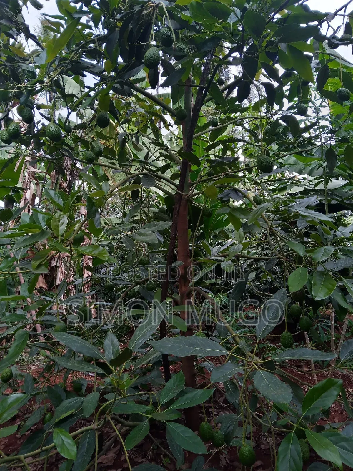 Komothai Kiambu Prime 3/4 Acres With Mature Avocado