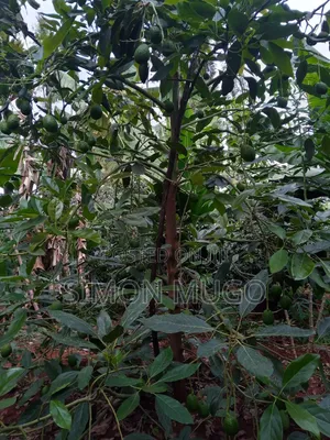 Komothai Kiambu Prime 3/4 Acres With Mature Avocado