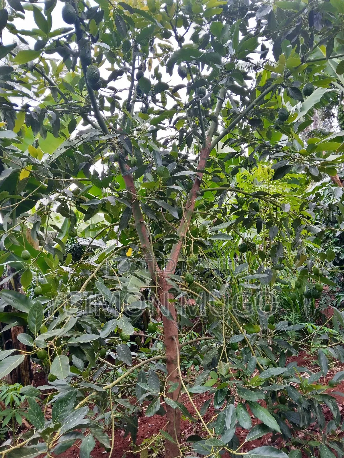 Komothai Kiambu Prime 3/4 Acres With Mature Avocado