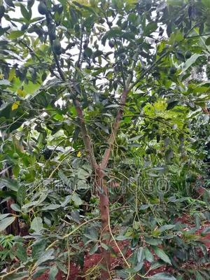 Komothai Kiambu Prime 3/4 Acres With Mature Avocado