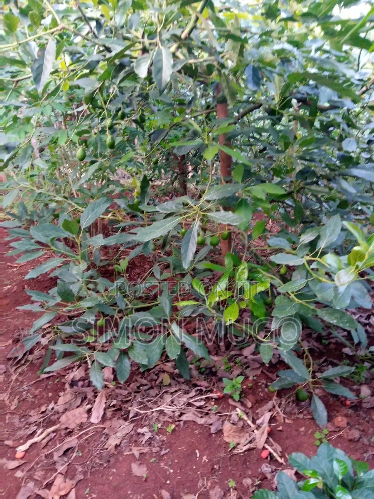 Komothai Kiambu Prime 3/4 Acres With Mature Avocado
