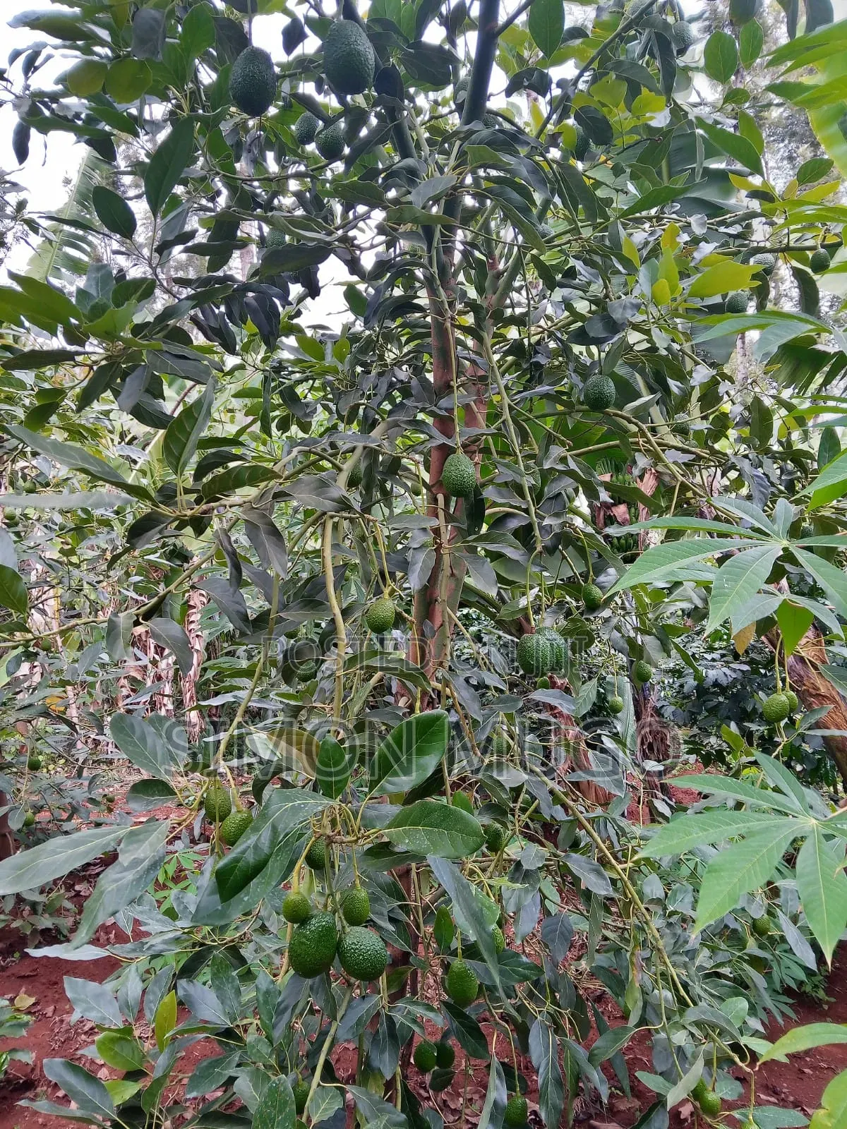 Komothai Kiambu Prime 3/4 Acres With Mature Avocado