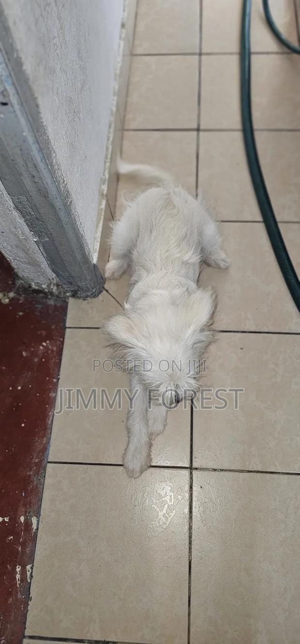 3-6 months Male Purebred West Highland White Terrier - thumbnail 3