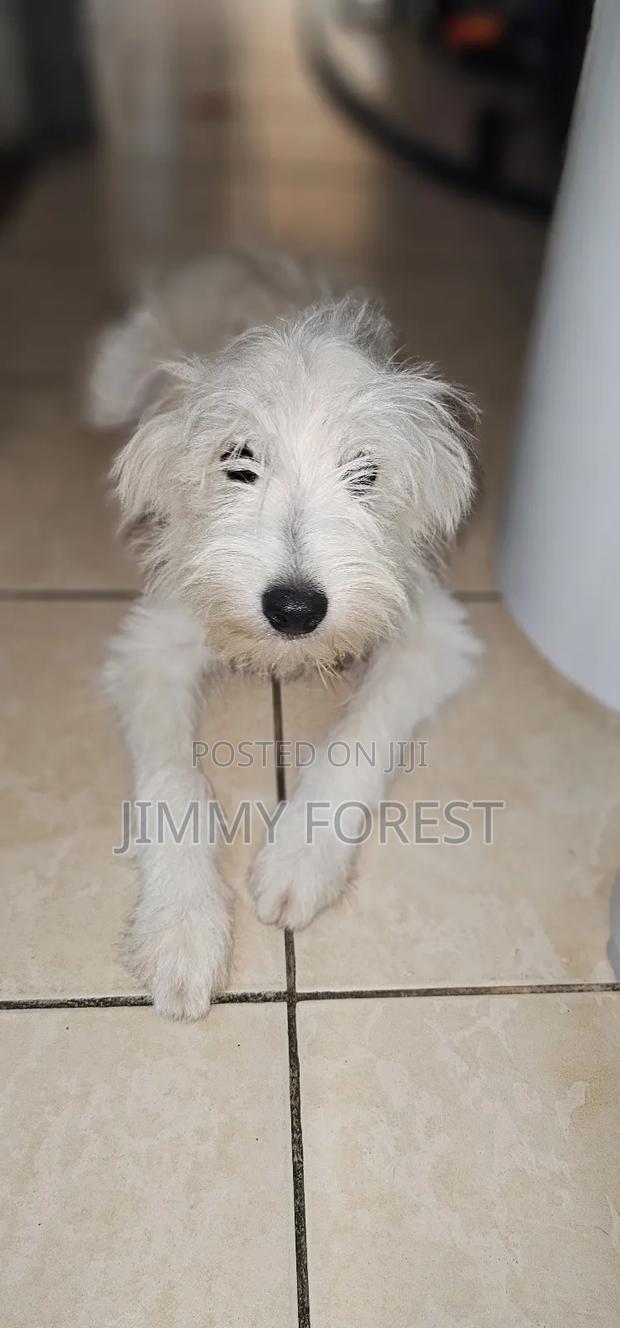 3-6 months Male Purebred West Highland White Terrier - thumbnail 4