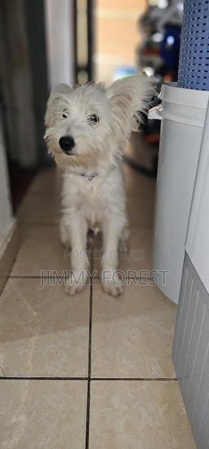 3-6 months Male Purebred West Highland White Terrier - thumbnail 2