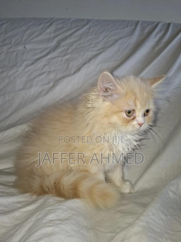 1-3 months Female Mixed Breed Persian - main view
