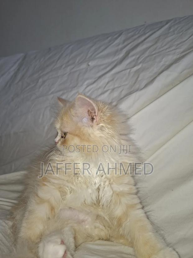 1-3 months Female Mixed Breed Persian - thumbnail 2