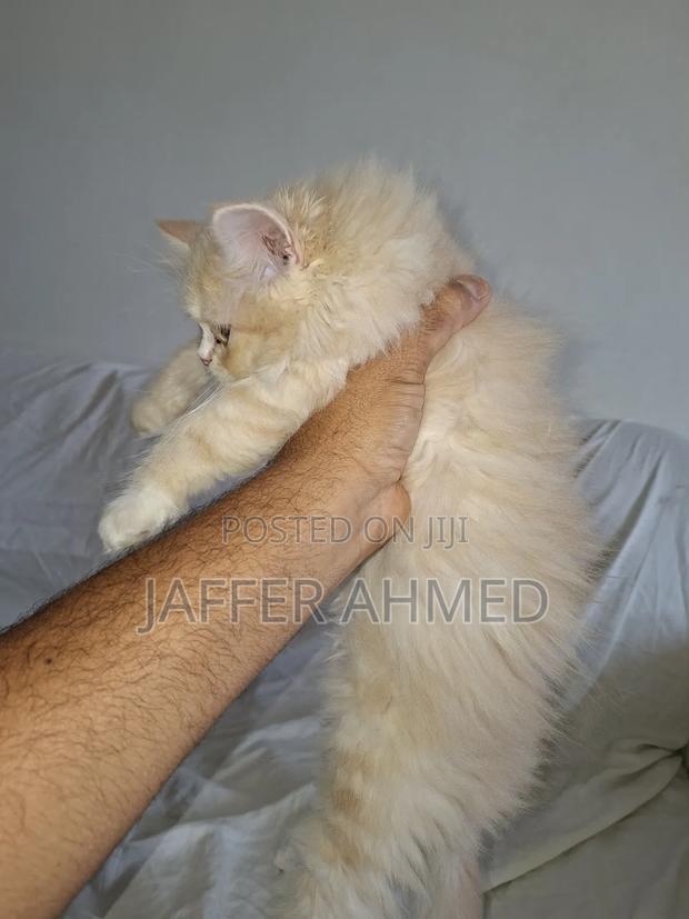 1-3 months Female Mixed Breed Persian - thumbnail 3