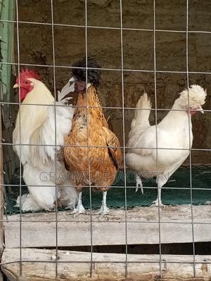 Chicks and Eggs Available - main view