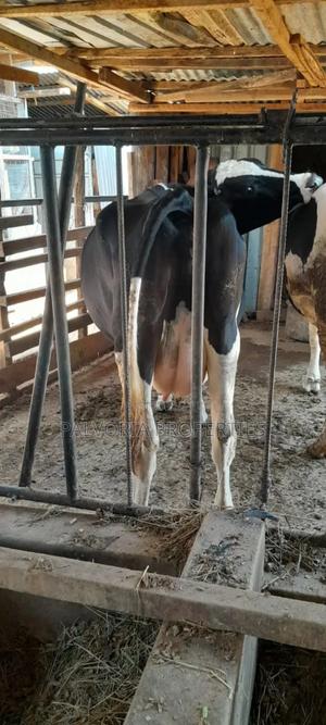 Pure Freshian Cows - main view