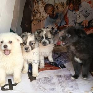 1-3 months Male Mixed Breed American Eskimo - thumbnail 2