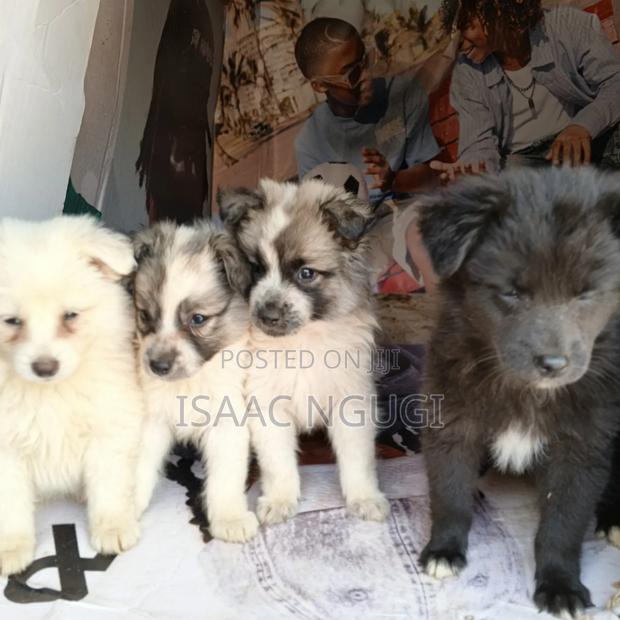 1-3 months Male Mixed Breed American Eskimo - thumbnail 3