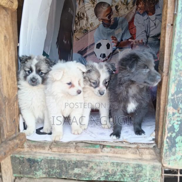 1-3 months Male Mixed Breed American Eskimo - thumbnail 4