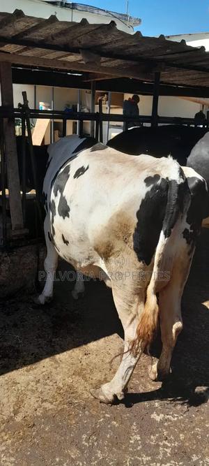 Pure Freshian Cows - main view