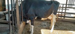 Pure Freshian Cows - main view