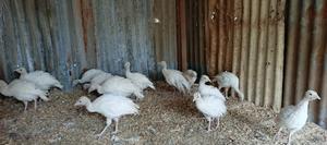 Turkey Birds - main view