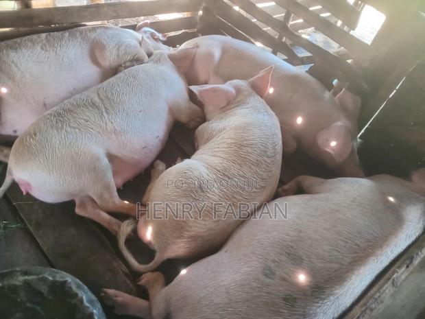 Poultry and Pigs Farming