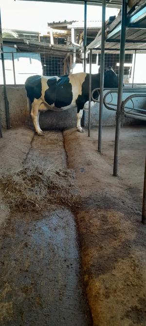 Pure Freshian Cows - main view