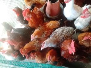 Chicken - Cockerels - main view