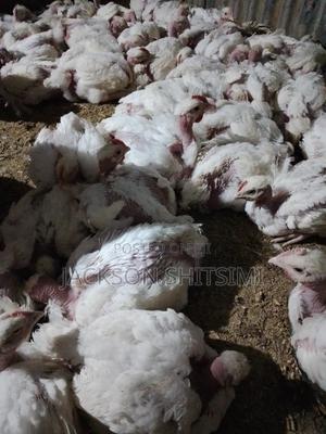 Broiler Chicken - main view