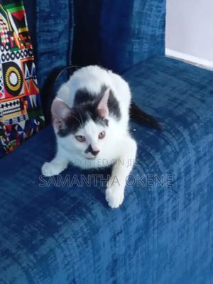 6-12 months Male Purebred Oriental - main view