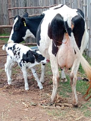 Classic Frisian Fast Timer - main view