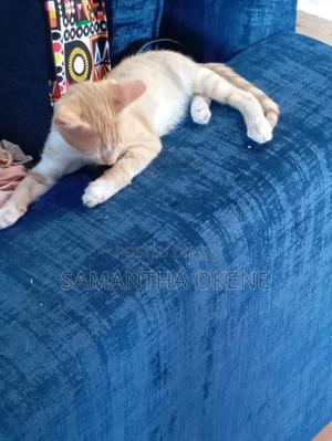 6-12 months Female Mixed Breed American Shorthair