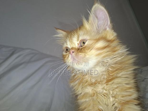 1-3 months Female Mixed Breed Persian - thumbnail 4