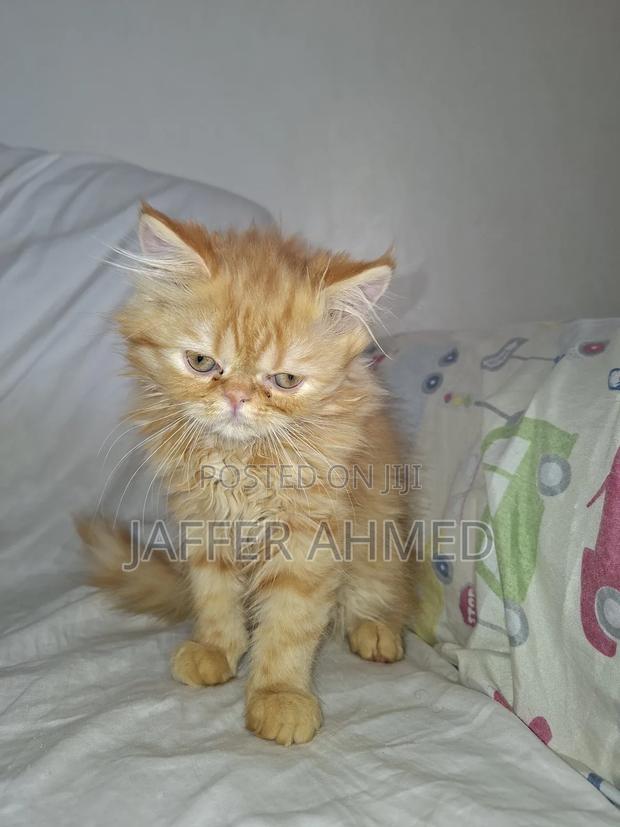 1-3 months Female Mixed Breed Persian - thumbnail 5
