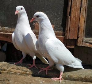 Pure White Doves - main view