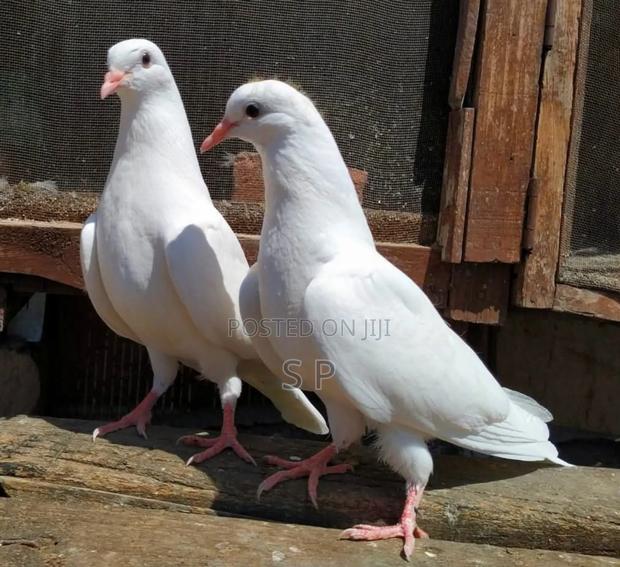 Pure White Doves