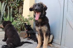 3-6 months Male Purebred German Shepherd