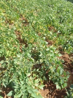 Land For Sale - thumbnail 2