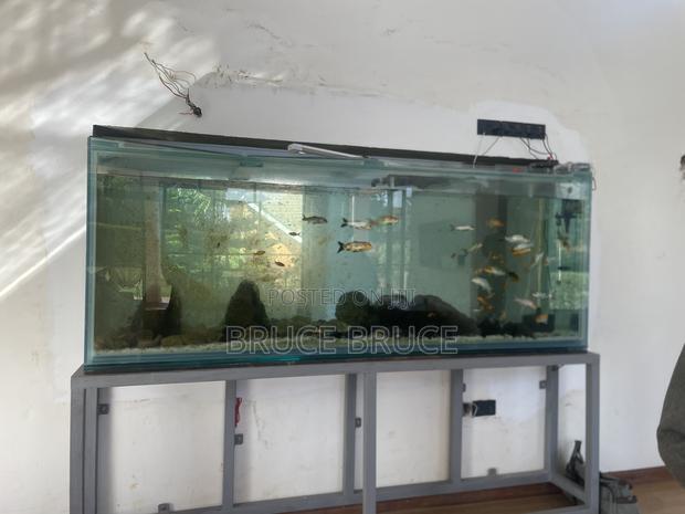 Aquarium Services - thumbnail 3