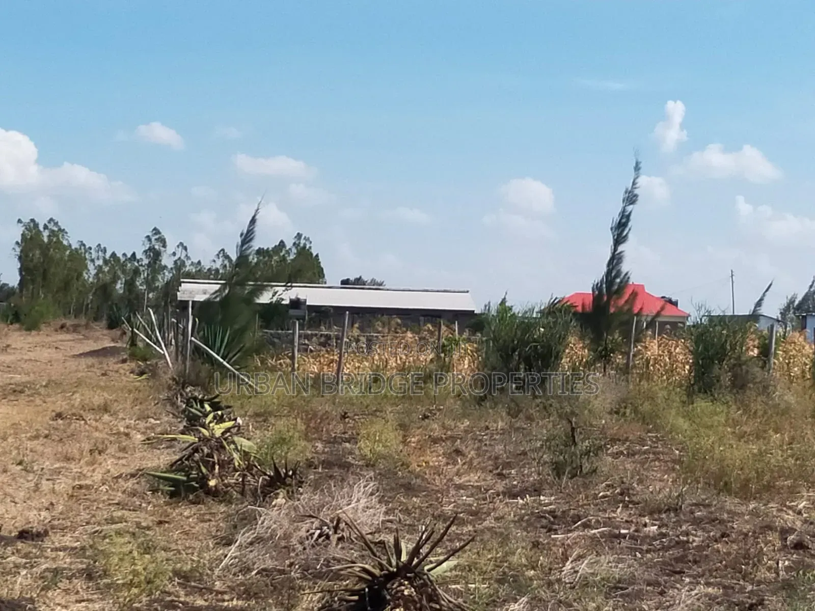 100x100 Plot for Sale (Quarter an Acre)