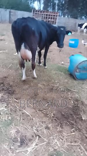 Freshian Cow - main view