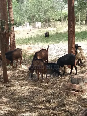 Pedigree Goats
