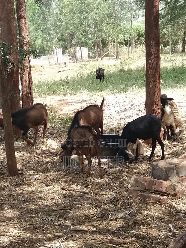 Pedigree Goats - main view