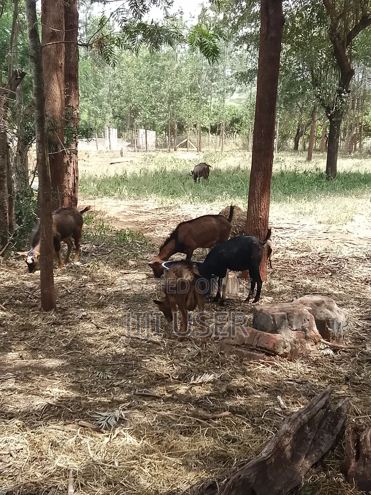 Pedigree Goats