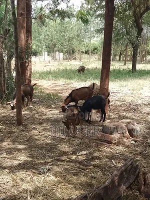 Pedigree Goats