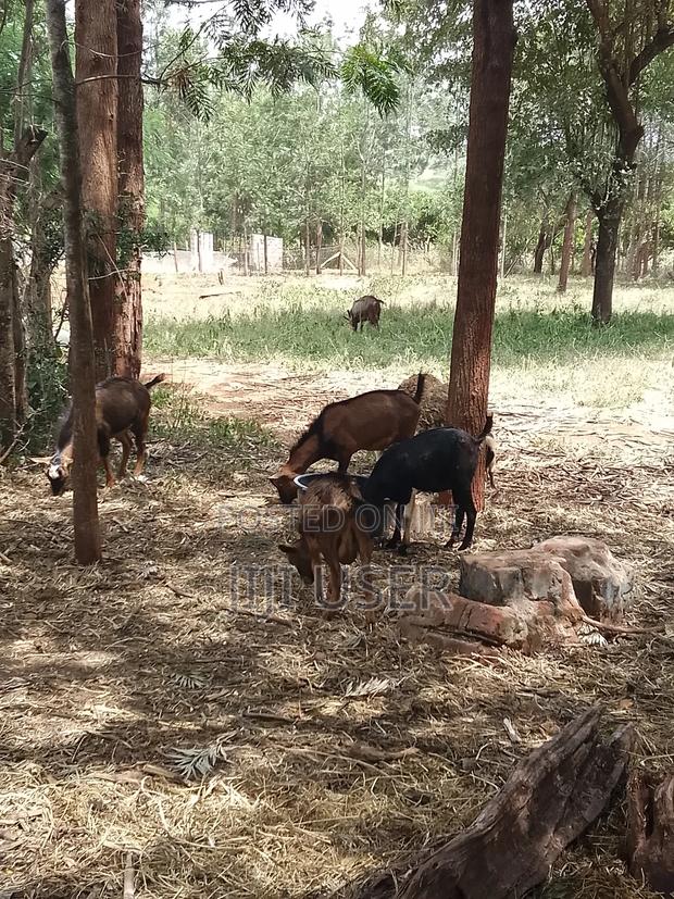 Pedigree Goats - thumbnail 3