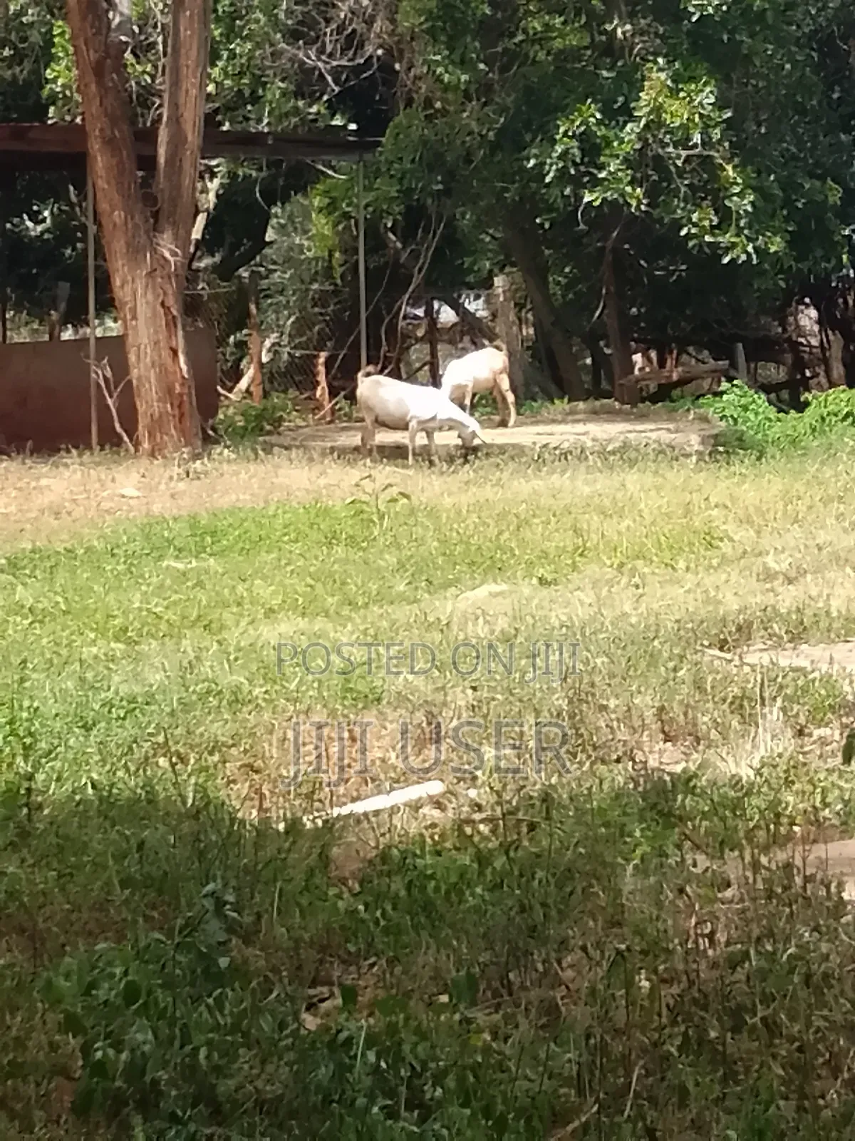 Pedigree Goats